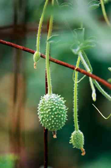 thumbnail image 2 of 100+ West Indian Gherkin Seeds - Rare Heirloom Burr Cucumber - Fresh For Planting In Spring, Summer, Fall 2 of 6